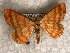  ( - USNM ENT 00722534)  @13 [ ] Unspecified (default): All Rights Reserved  Unspecified Unspecified