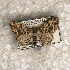  (Alcis eupithecioides - USNM ENT 00722623)  @14 [ ] Unspecified (default): All Rights Reserved  Unspecified Unspecified