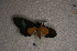  ( - USNM ENT 00722628)  @12 [ ] Unspecified (default): All Rights Reserved  Unspecified Unspecified