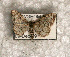  ( - USNM ENT 00722871)  @13 [ ] Unspecified (default): All Rights Reserved  Unspecified Unspecified
