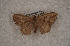  ( - USNM ENT 00723021)  @13 [ ] Unspecified (default): All Rights Reserved  Unspecified Unspecified
