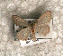  ( - USNM ENT 00723157)  @12 [ ] Unspecified (default): All Rights Reserved  Unspecified Unspecified