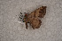  ( - USNM ENT 00723196)  @12 [ ] Unspecified (default): All Rights Reserved  Unspecified Unspecified