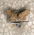  ( - USNM ENT 00723229)  @13 [ ] Unspecified (default): All Rights Reserved  Unspecified Unspecified