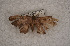  ( - USNM ENT 00723307)  @12 [ ] Unspecified (default): All Rights Reserved  Unspecified Unspecified