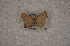  ( - USNM ENT 00729179)  @12 [ ] Unspecified (default): All Rights Reserved  Unspecified Unspecified