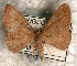  ( - USNM ENT 00729206)  @12 [ ] Unspecified (default): All Rights Reserved  Unspecified Unspecified
