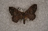  ( - USNM ENT 00729369)  @13 [ ] Unspecified (default): All Rights Reserved  Unspecified Unspecified