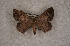  ( - USNM ENT 00729408)  @13 [ ] Unspecified (default): All Rights Reserved  Unspecified Unspecified
