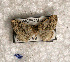  ( - USNM ENT 00729565)  @12 [ ] Unspecified (default): All Rights Reserved  Unspecified Unspecified