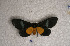  ( - USNM ENT 00729589)  @12 [ ] Unspecified (default): All Rights Reserved  Unspecified Unspecified