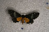 ( - USNM ENT 00729596)  @13 [ ] Unspecified (default): All Rights Reserved  Unspecified Unspecified
