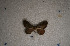  ( - USNM ENT 00729812)  @12 [ ] Unspecified (default): All Rights Reserved  Unspecified Unspecified