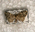  ( - USNM ENT 00729940)  @13 [ ] Unspecified (default): All Rights Reserved  Unspecified Unspecified