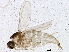  (Peromyia monilis - BIOUG02871-C09)  @13 [ ] CreativeCommons - Attribution (2013) CBG Photography Group Centre for Biodiversity Genomics