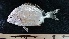  ( - PAK_Spa_Ds1)  @11 [ ] Copyright  Unspecified Centre of Excellence in Marine Biology, University of Karachi