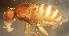  (Dasyrhicnoessa - PAL-0294)  @11 [ ] No Rights Reserved (2019) Unspecified UCSB