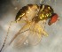  (Chrysosoma molestum - PAL-0298)  @11 [ ] No Rights Reserved (2019) Unspecified UCSB
