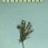  ( - TLMF Lep 28316)  @11 [ ] CreativeCommons - Attribution Non-Commercial Share-Alike (2020) Oleksiy Bidzilya Institute for the Evolutionary Ecology NAS Ukraie