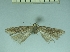  ( - TLMF Lep 28317)  @11 [ ] CreativeCommons - Attribution Non-Commercial Share-Alike (2020) Oleksiy Bidzilya Institute for the Evolutionary Ecology NAS Ukraie