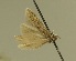  (Scrobipalpula diffusella - TLMF Lep 28361)  @11 [ ] CreativeCommons - Attribution Non-Commercial Share-Alike (2020) Oleksiy Bidzilya Institute for the Evolutionary Ecology NAS Ukraie