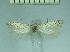  ( - TLMF Lep 28378)  @11 [ ] CreativeCommons - Attribution Non-Commercial Share-Alike (2020) Oleksiy Bidzilya Institute for the Evolutionary Ecology NAS Ukraie