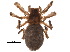  (Dictyna arundinacea - BIOUG19074-B11)  @15 [ ] CreativeCommons - Attribution (2015) CBG Photography Group Centre for Biodiversity Genomics