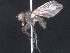  ( - Jade43)  @13 [ ] No Rights Reserved (2013) Paul Marino Memorial University of Newfoundland