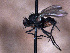  ( - Anthomyiidae PM567)  @13 [ ] No Rights Reserved (2015) Paul Marino Memorial University of Newfoundland