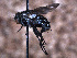  ( - Sarcophagidae PM1187)  @11 [ ] No Rights Reserved (2015) Paul Marino Memorial University of Newfoundland