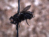  ( - Sarcophagidae PM1384)  @11 [ ] No Rights Reserved (2015) Paul Marino Memorial University of Newfoundland