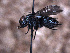  ( - Sarcophagidae PM184)  @11 [ ] No Rights Reserved (2015) Paul Marino Memorial University of Newfoundland