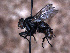  ( - Sarcophagidae PM484)  @11 [ ] No Rights Reserved (2015) Paul Marino Memorial University of Newfoundland