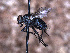  ( - Sarcophagidae PM853)  @11 [ ] No Rights Reserved (2015) Paul Marino Memorial University of Newfoundland