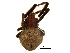  ( - BIOUG27610-A02)  @11 [ ] CreativeCommons - Attribution (2018) CBG Photography Group Centre for Biodiversity Genomics