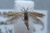  (Pleurota balearica - MM26267)  @11 [ ] CreativeCommons - Attribution Non-Commercial (2019) Jukka Tabell University of Oulu