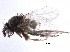  ( - BIOUG26544-C06)  @13 [ ] CreativeCommons - Attribution (2016) CBG Photography Group Centre for Biodiversity Genomics