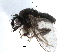  ( - BIOUG26544-C12)  @13 [ ] CreativeCommons - Attribution (2016) CBG Photography Group Centre for Biodiversity Genomics