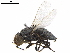  ( - BIOUG52777-E10)  @11 [ ] CreativeCommons - Attribution (2020) CBG Photography Group Centre for Biodiversity Genomics