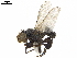  ( - BIOUG52777-E11)  @11 [ ] CreativeCommons - Attribution (2020) CBG Photography Group Centre for Biodiversity Genomics