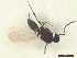  (Platygaster equestris - CRAW12_B0020)  @11 [ ] by-nc-nd (2023) Unspecified CRA-W