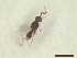  (Platygaster gracilipes - CRAW12_B0088)  @11 [ ] by-nc-nd (2023) Unspecified CRA-W