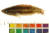  ( - OL-0521)  @13 [ ] CreativeCommons - Attribution (2012) CBG Photography Group Centre for Biodiversity Genomics