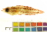  ( - OL-0524)  @13 [ ] CreativeCommons - Attribution (2012) CBG Photography Group Centre for Biodiversity Genomics