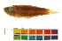  (Parosphromenus parvulus - OL-0650)  @11 [ ] CreativeCommons - Attribution (2012) CBG Photography Group Centre for Biodiversity Genomics