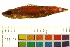  (Parosphromenus ornaticauda - OL-0652)  @14 [ ] CreativeCommons - Attribution (2012) CBG Photography Group Centre for Biodiversity Genomics