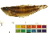  (Parosphromenus allani - OL-0656)  @14 [ ] CreativeCommons - Attribution (2012) CBG Photography Group Centre for Biodiversity Genomics