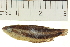  (Parosphromenus harveyi - OL-0662)  @13 [ ] CreativeCommons - Attribution (2012) CBG Photography Group Centre for Biodiversity Genomics
