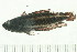  (Parosphromenus sumatranus - PARO015)  @13 [ ] CreativeCommons - Attribution (2008) Unspecified Centre for Biodiversity Genomics