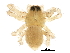  (Oedothorax sp. 1GAB - BIOUG25731-E07)  @14 [ ] CreativeCommons - Attribution (2016) CBG Photography Group Centre for Biodiversity Genomics
